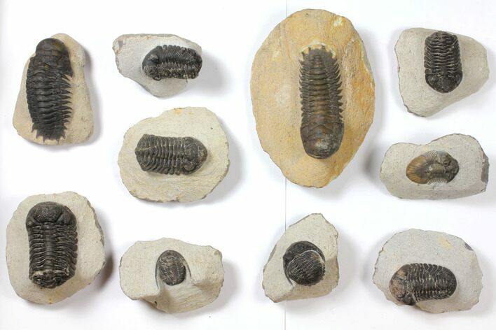 Lot: Assorted Devonian Trilobites - Pieces #119901